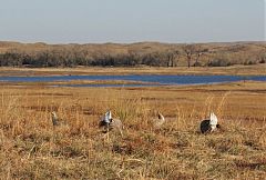 Sharp-tailed Grouse